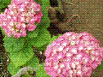 今日の母の花　あじさい