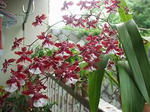 母の花