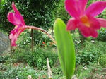 母の花