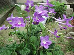 母の花