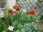 母の花　？？