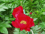 母の花　しゃくやく