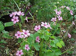 母の花　？？