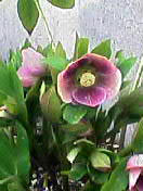 母の花