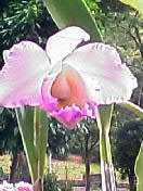 母の花