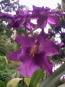 母の花