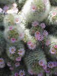 ピンクの花の咲いたサボテン