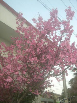 沖縄の桜　ヒカンザクラ