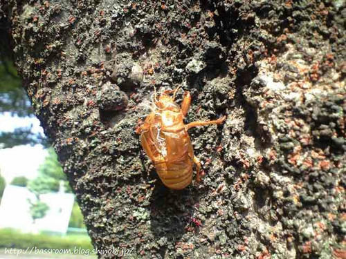 BASSROOM行動記録