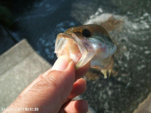 BASSROOM行動記録