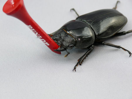 オオクワガタのキャディ