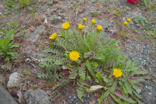 20090417_1.jpg