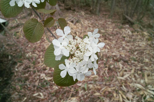 20090417_2.jpg