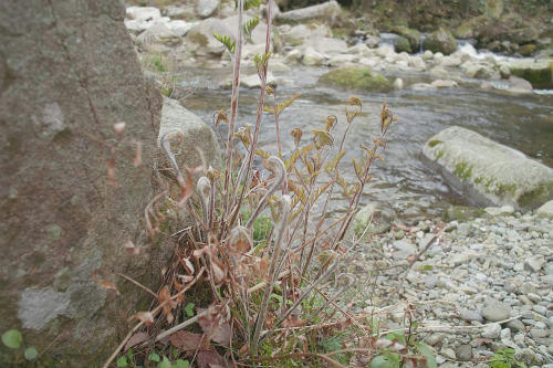 20090417_4.jpg