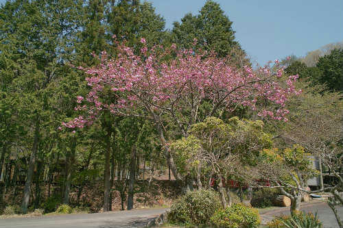 20090422_3.jpg
