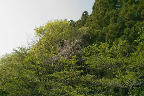 20090509_3.jpg