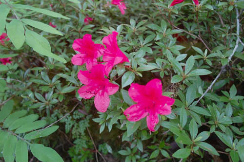 20090608_3.jpg