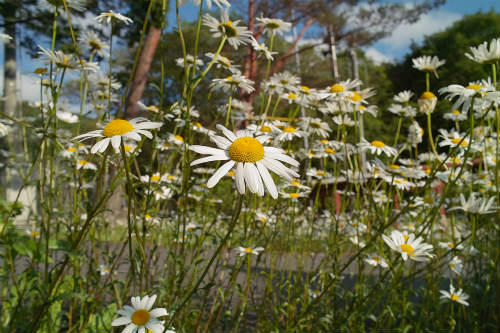 20090608_6.jpg