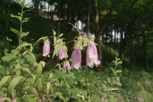20090608_7.jpg