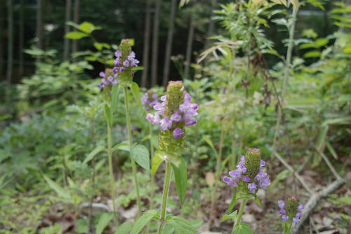 20090608_9.jpg