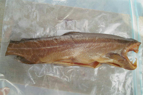 20090731_4.jpg