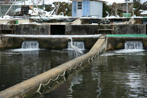 20100105_3.jpg