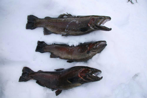 20100104_10.jpg