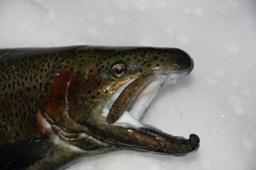 20100104_11.jpg
