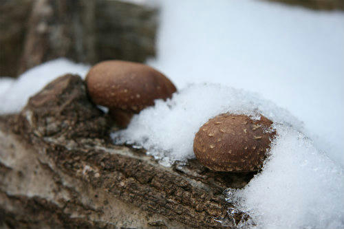 20100106_3.jpg