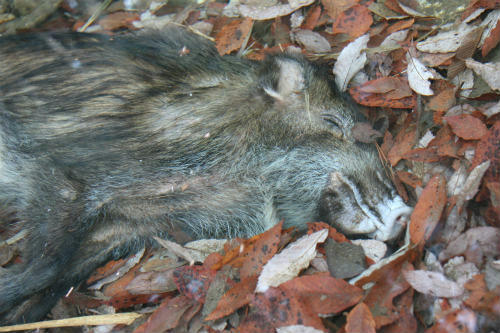 20100116_1.jpg