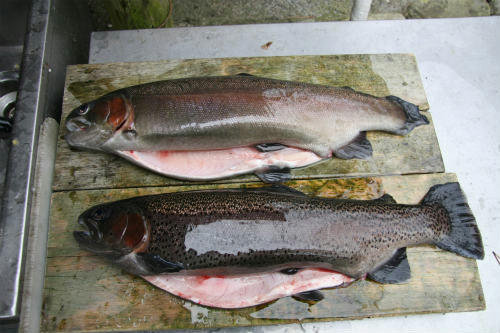20100204_1.jpg