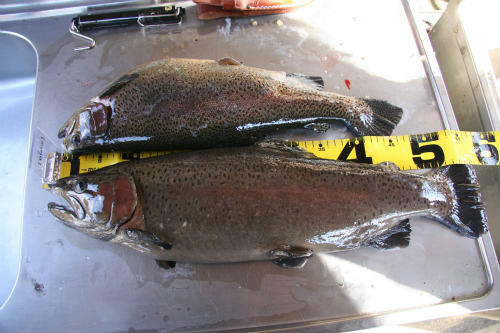20100213_1.jpg