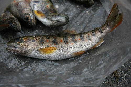 20100312_1.jpg