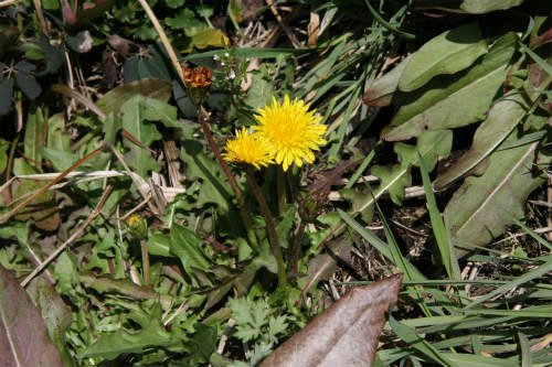 20100317_4.jpg