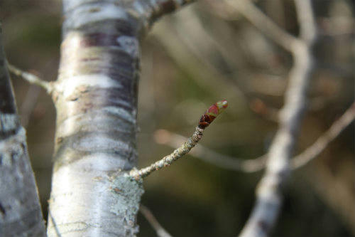 20100403_9.jpg