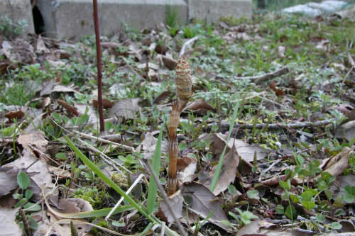 20100403_3.jpg