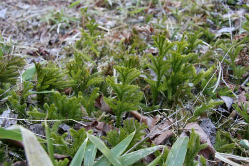 20100403_4.jpg
