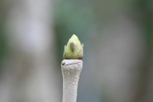 20100405_10.jpg
