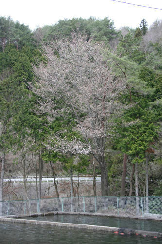 20100409_1.jpg