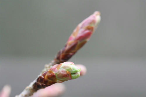 20100405_4.jpg