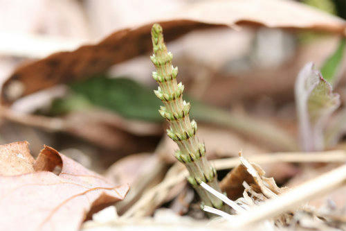 20100405_5.jpg