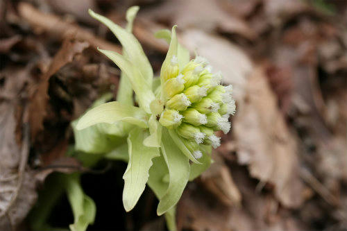 20100405_7.jpg