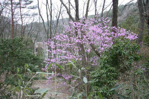 20100409_2.jpg