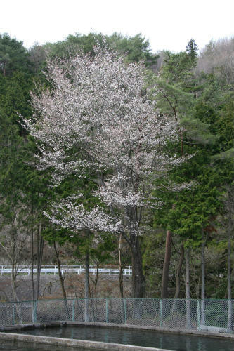 20100410_7.jpg