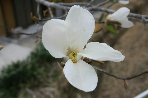 20100411_9.jpg
