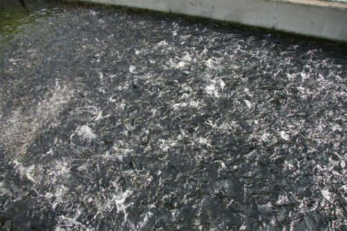 20100521_1.jpg