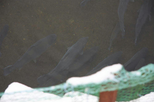 20110120_2.jpg