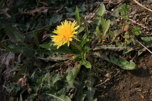 20110411.jpg