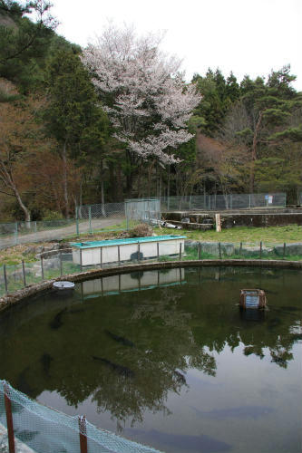 20110422_2.jpg