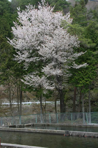20110422_1.jpg